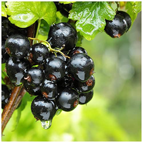 1 Titania Blackcurrant Bush Plant, Multi-stemmed, Tasty Fruit & Heavy Crop 3fatpigs®