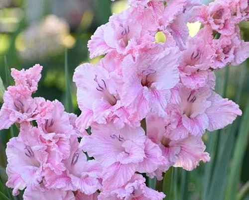 100 graines de fleurs de glaïeul rose fraîches et neuves