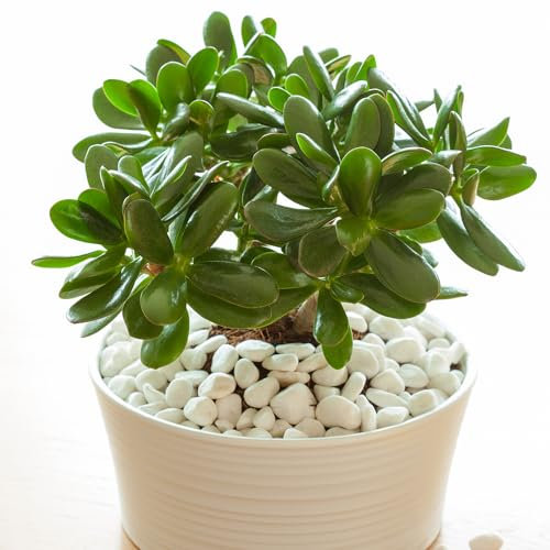 YouGarden Crassula Ovata Houseplant, Established Plant in 12cm Pot, Ready to Plant and Display for Home or Office, Live Indoor Potted Money Penny Tree, Drought Tolerant Easy Care House Plants
