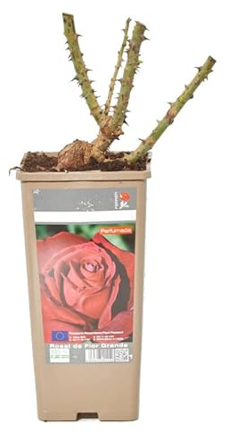 Rosal Grandiflora Rojo Planta Natural con Flores Rojas Planta Exterior