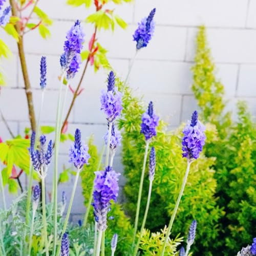 Semi di lavanda resistenti - Giardino balcone esterno 800pcs