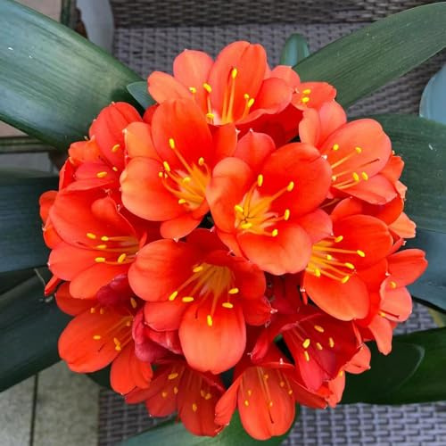 Clivia - jardín de balcón semillas balcón resistentes semillas silvestres resistentes reverdecimiento tejados invernadero 20pcs