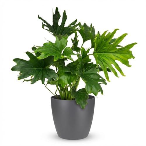 Philodendron - Philodendron Lickety split - Grön - Låg skötsel - med Potter Grey - 60-70cm - Ø19cm - Krukväxt - Vintergrön