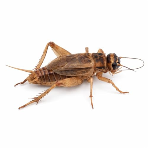 Ant Dimension Grillo Acheta domesticus | Alimento Vivo Nutritivo para Reptiles, Anfibios y Aves | Fuente Natural de Proteínas y Calcio (70, Talla S/Caja)
