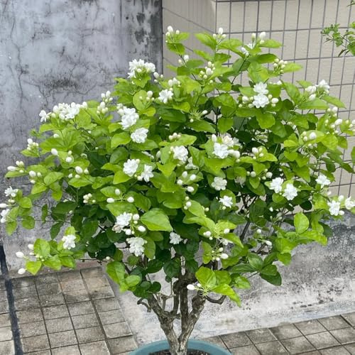 semi di gelsomino profumati, giardino da balcone resistenti decorative 20pcs