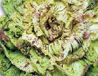 Radicchio Castelfranco 1,000 Seeds