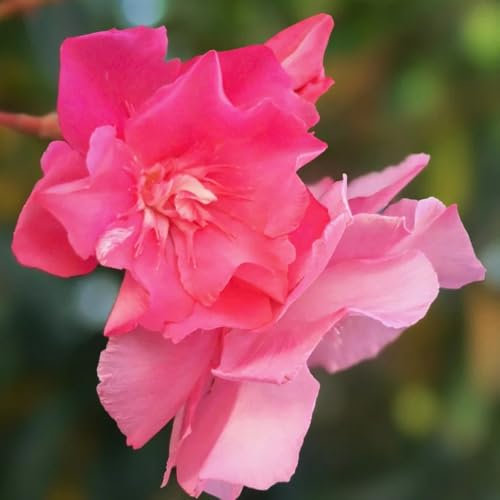 Oleander Samen - blühende sträucher winterhart Nerium oleander - pflanzen garten gartendeko für draußen blumensamen geschenke für gartenliebhaber alte sorten sträucher garten stauden 18pcs