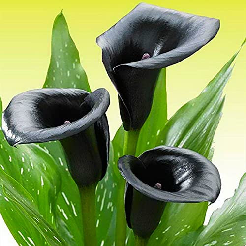 NVNJHJN.Calla Lily Bulbs.Strong Plants That Grow Well Mix Golden Jade Carving Feels Beautiful-2 Bulbs-E