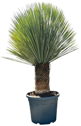 Sunny Tree - Yucca Rostrata – Palma – Altezza del tronco 40/50 cm – 160 cm – Resistente – Giglio di palma