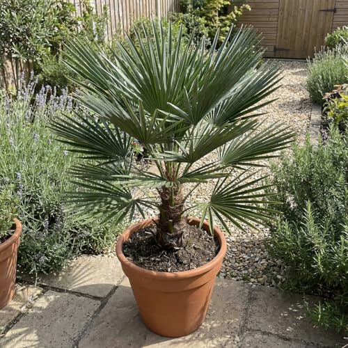 Bloomique - Chamaerops Humilis Vulcano - Palmier nain - Plante de Jardin - Rustique - Hauteur 50-70 cm - Pot 24 cm