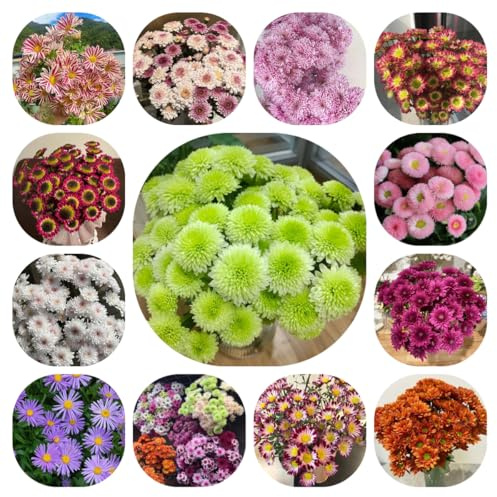 semi di margherita - giardino resistenti, balcone 800pcs