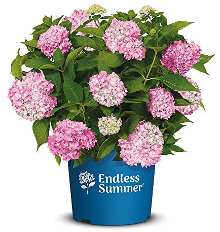 Endless Summer Hortensie 'The Original', rosa, Bauernhortensie, Hydrangea, Blume, winterhart, Pflanze für Garten, Terrasse, Balkon oder Kübel