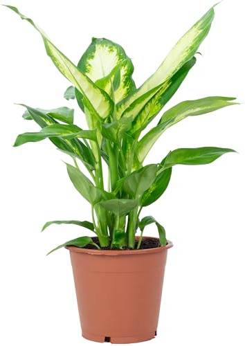 Dieffenbachie - pflegeleichte Zimmerpflanze, Dieffenbachia - Höhe ca. 35 cm, Topf-Ø 12 cm
