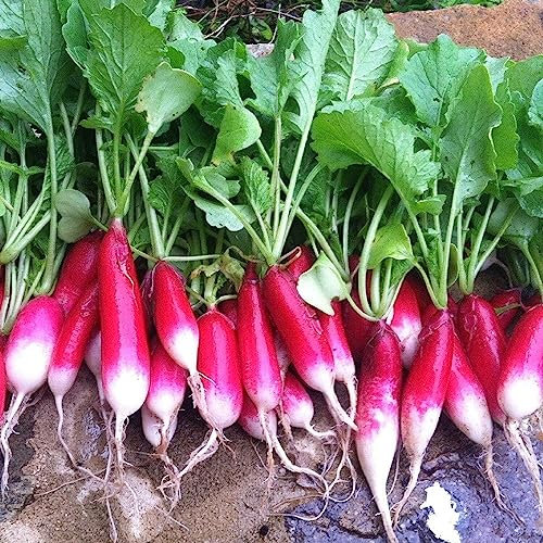 Buy4seeds 800 Seeds Radish French Breakfast Useful for Garden and Outdoor