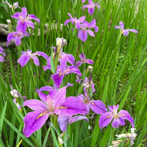 Bulbi di iris perenni resistenti, esterni giardino 2pcs