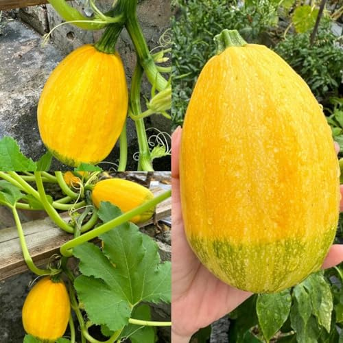 semillas de calabacín orgánicas de jardín, interior exóticas para calabacines trepadores, orgánicas 50pcs