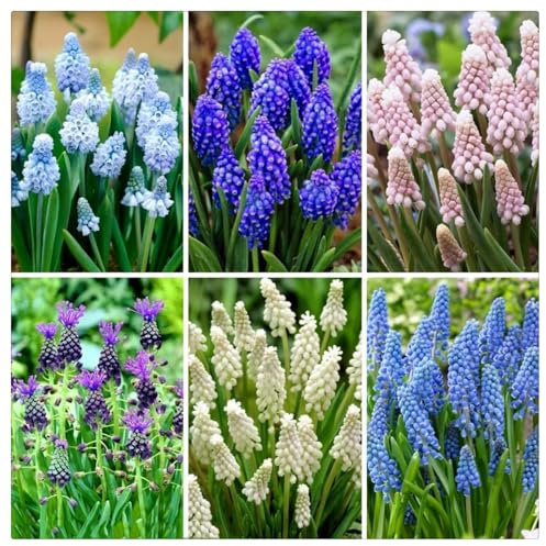 Hyazinthen zwiebeln,Winterhart Mehrjährig,Frühlingsblüher,mehrjährige krautige Pflanzen,traubenhyazinthen samen,traubenhyazinthen zwiebeln(nicht künstlich und kältetolerant)-6zwiebeln-A