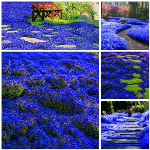 Más de 29000 semillas de tomillo rastrero mágicas para plantar plantas perennes de cobertura del suelo, semillas de timo, semillas de serpyllum, flores de reliquia, alfombra de tomillo rastrero para