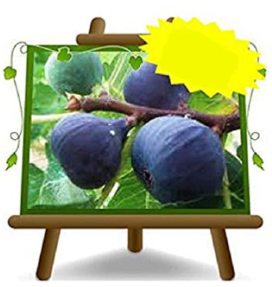 Figue Turc - Plante fruitière vieux sur pot 20 - arbre max 170 cm - 2 ans