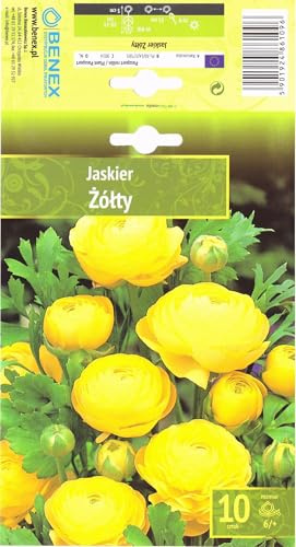 AGRONOM | RANÚNCULOS - YELLOW | Bulbos de flores perennes | Flores amarillas | Cultivadas en jardines de flores, macetas y céspedes floridos | 10 bulbos
