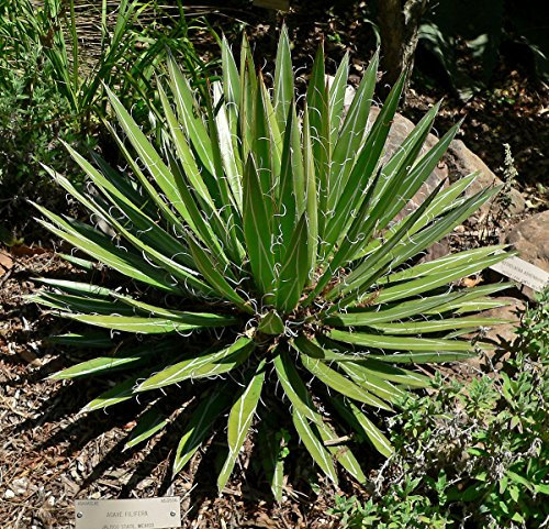 Agave filifera - Agave Discussione - 20 Semi