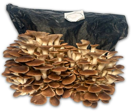 Hawlik Pilzbrut - Kastanienseitling BIO Pilzsubstrat - Pilze züchten Set mit Anbau-Anleitung - Pilzzucht für Zuhause - leckere Edelpilze anbauen und frische Pilze genießen - Original Pilzzuchtset