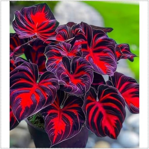 Bulbo de hosta perenne, Fácil de plantar y mantener, Sombra, Perfecto para límites de jardines y paisajismo.-b-4 Rizomas