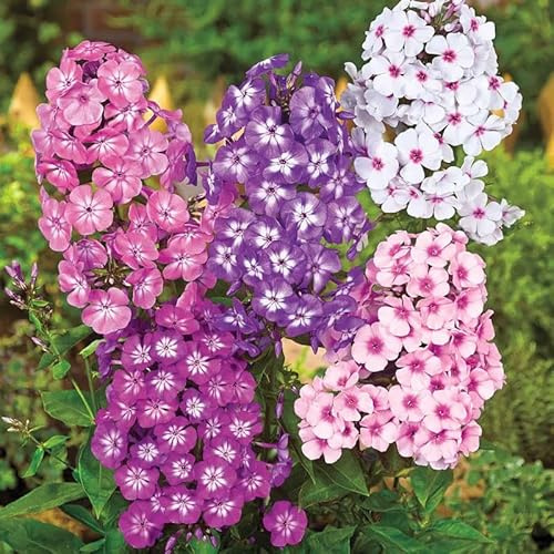 KIRA SEEDS - Seeds Phlox Mix - Annual Flowers for Planting