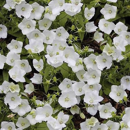 Graines de fleurs de campanule 25pcs blanches