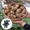 Benoon Semillas de verduras productivas no vibrantes de cultivo rápido para el hogar