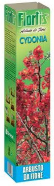 Flortis Cydonia Arbusto da Fiore, Pianta Vera, 40 cm, da Trapiantare