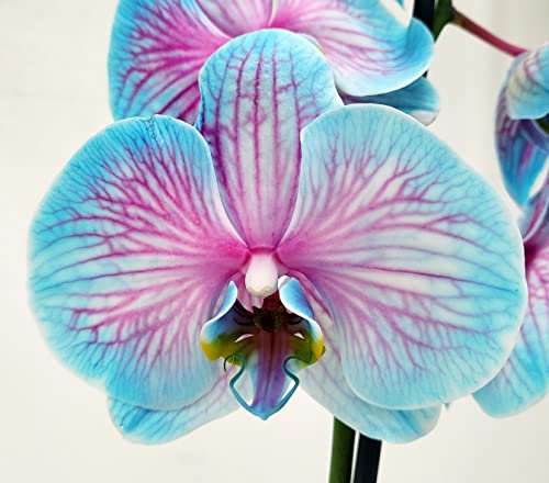 POWERS TO FLOWERS - ORCHIDEA PHALAENOPSIS BLU e ROSA, 2 STELI, VASO 13CM, Pianta Vera