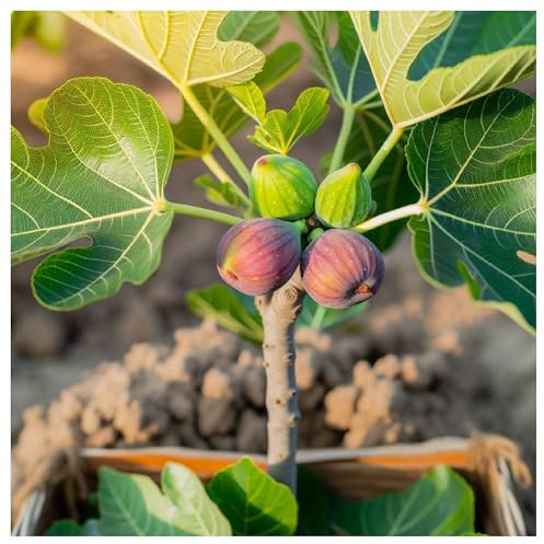 Fig Tree 'Little Miss Figgy' / Ficus Carica in a 9cm Pot, Sweet Tasty Fruit 3fatpigs®