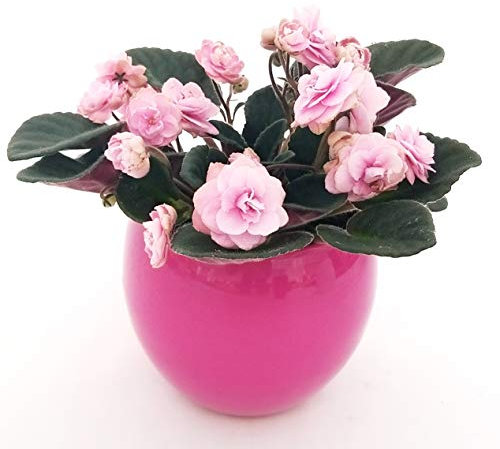 POWERS TO FLOWERS - SAINTPAULIA PINK LADY IN VASO CERAMICA FUCSIA SFERICO, VIOLETTA AFRICANA, pianta vera