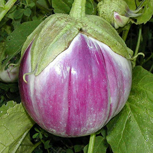 Approx 300 Seeds of Vegetable Aubergine Bianca de Rosa Italian Eggplant