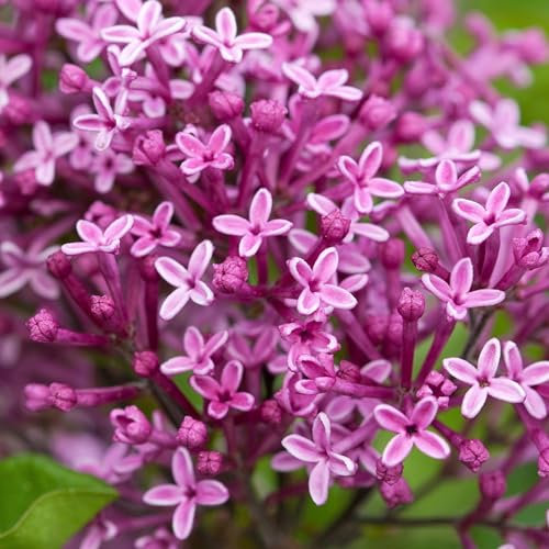 Plant Theory Bloomerang Dark Purple Repeat Flowering Lilac Syringa Shrub Plant 2L Pot