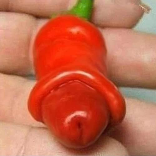 Haloppe 30 Stück Chili-Gemüse-Samen für die Bepflanzung des Hausgartens, pornographische Pfeffer-Penis-Chili-Samen, spezielle Gemüsepflanze, Gartendekoration Pfeffer Samen