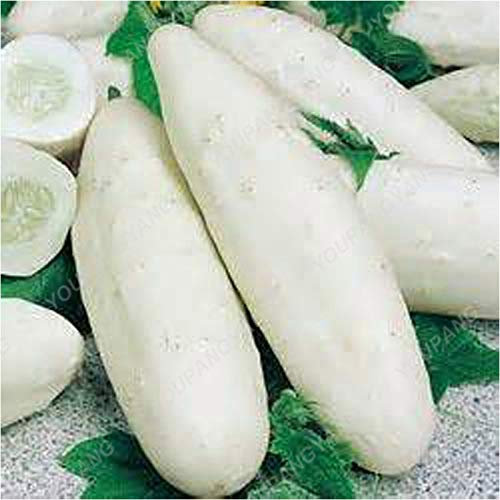 Graines De Concombre Pour Un Beau Jardin Blanc Paquet De 100 Graines