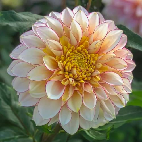 1 Zwiebel (Knolle) der Dahlie POLKA | Blumenzwiebeln von den besten niederländischen Züchtern | Exklusive Auswahl und Qualitätskontrolle