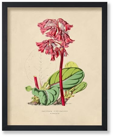 Poster Master Vintage Purple Bergenia Poster - Retro Flower Print - Botanical Art - Floral Art - Gift for Men & Women - Aesthetic Decor for Office, Living Room or Bedroom - 11x14 UNFRAMED Wall Art