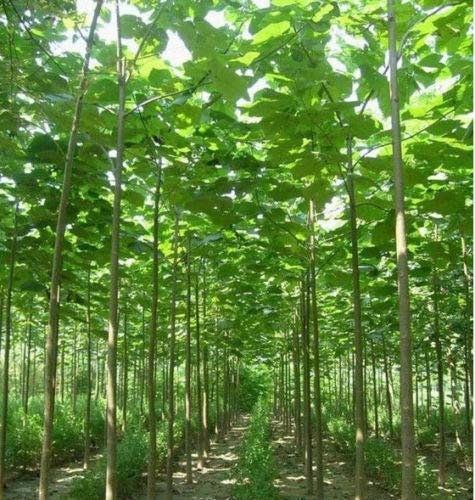 100: semi di Paulownia. L'albero di latifoglie in crescita più veloce