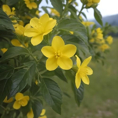 Pianta di GELSOMINO GIALLO HUMILE Nudiflorum H 120 CM rampicante vaso18cm FOTO REALE AMDGarden