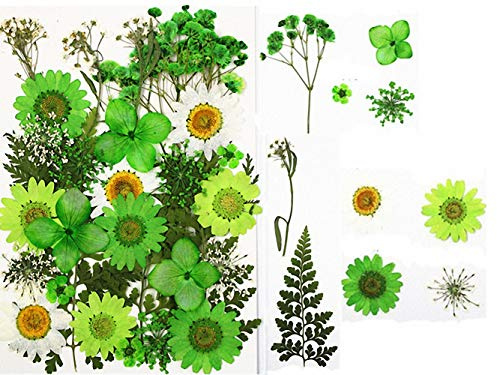 30pz Fiori secchi pressati Foglie Candele di colore fai-da-te naturali reali Ciondoli di gioielli in resina decorativa artistico Cassa del telefono per unghie Trucco facciale