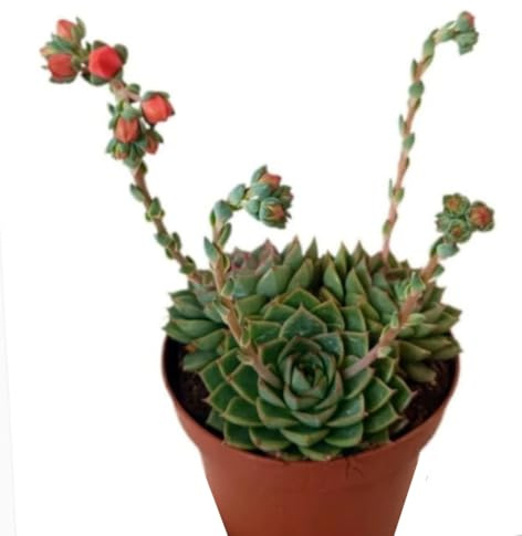 Planta natural Echeveria Fabiola, en maceta de 13 cm. Suculenta con rosetas compactas de hojas verdes, ornamental. Segura Garden.