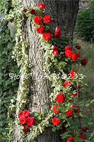 Ponak Neue 100 PC Kletterrose Blumensamen für die Gartenarbeit rot 1