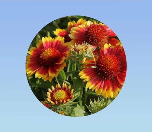 graines de GAILLARDE VIVACE ARISTATA (+/-) 150 graines soit 0, 5 grammes - Gaillardia x grandiflora - VIVACE