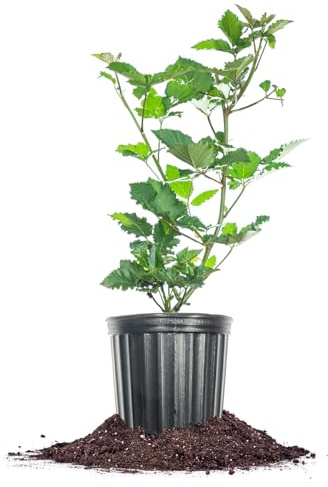 Perfect Plants PrimeArk Freedom BlackBerry Bush 1 Gallon | Live Thornless Fruit for Outdoor Planting | Large Fruits for Home Gardens | Dark Purple Berries Emerge During Early Summer