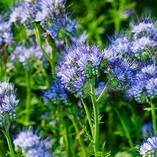 Buy4seeds 28000 Seeds Green Manure Wildflower Phacelia Tanacetifolia Useful for Garden and Outdoor
