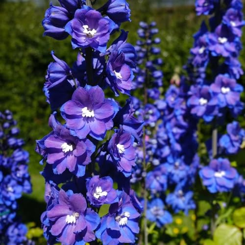 semi resistenti del delphinium, delphinium di campo, aiuole rialzate to perenne, decorazione autunnale Balcone 450pcs