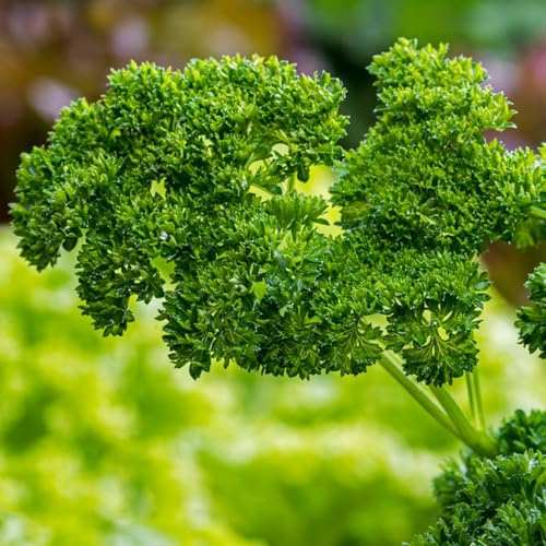 semi di prezzemolo cucina giardino di prezzemolo perenne resistente, selvatiche, 300pcs